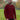 An upper body shot of a tall athletic guy wearing an XL tall maroon long sleeve t-shirt, standing in a park and smiling.